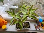Stekjes Mother of thousands | Kalanchoe daigremontiana, Ophalen, Zomer, Volle zon