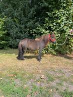 Mooie brave bruine shetlander stamboek ruin., Ruin, A pony (tot 1.17m), Recreatiepony, Ontwormd