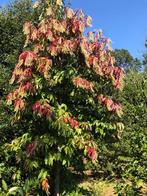 Oxydendrum arboreum, Zuurboom, grote maat!!!  P.O.A., Herfst, Overige soorten, 400 cm of meer, Ophalen