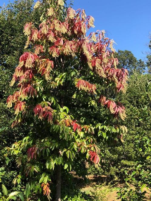 Oxydendrum arboreum, Zuurboom, grote maat!!!  P.O.A., Tuin en Terras, Planten | Bomen, Overige soorten, 400 cm of meer, Volle zon