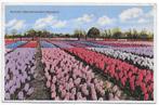 Bloenbollenvelden Hyacinten  Ansichtkaart Uit 1935  (B6666), Ophalen of Verzenden, 1920 tot 1940, Gelopen