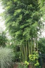 Diverse Bamboe, Tuin en Terras, Planten | Bomen, Halfschaduw, Overige soorten, Bloeit niet, Ophalen