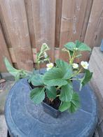 Framboos aardbei (bio), Tuin en Terras, Ophalen, Zomer, Volle zon