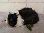 schitterende jonge cavia (zeug), Dieren en Toebehoren, Knaagdieren, Oktober, Vrouwelijk, Cavia
