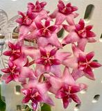 Hoya cv. Patricia H396, Verzenden, Overige soorten, Halfschaduw, Minder dan 100 cm