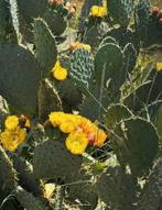 Opuntia Engelmannii (Winterharde Schijfcactus Gele bloem), Tuin en Terras, Ophalen of Verzenden, Zomer, Volle zon, Overige soorten