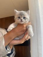 Laatse Britse Korthaar kater zoekt nog gouden mandje, Dieren en Toebehoren, Katten en Kittens | Raskatten | Korthaar, Meerdere dieren