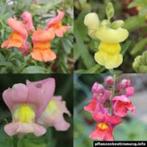 Antirrhinum majus (Leeuwenbekken), Tuin en Terras, Overige soorten, Volle zon, Vaste plant, Ophalen of Verzenden