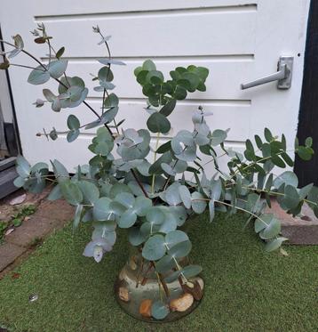 Verse Eucalyptus Takken in vaas met stenen deco OPHALEN  beschikbaar voor biedingen