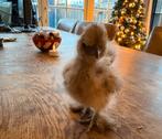 Raszuivere zijdehoen kuikens te koop!, Dieren en Toebehoren, Kip