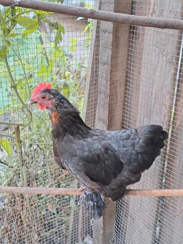 Cochin kriel hennetje beschikbaar voor biedingen
