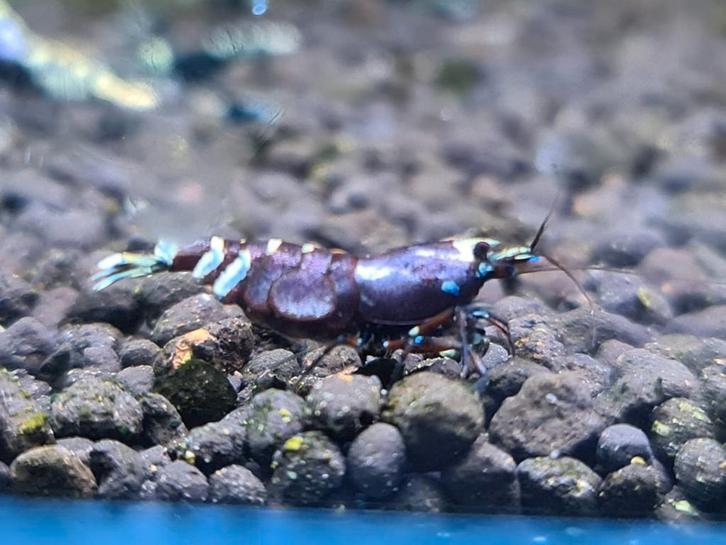 Purple metallic Nanashi garnalen aquarium, Dieren en Toebehoren, Vissen | Aquariumvissen, Kreeft, Krab of Garnaal