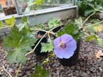 Geranium rozanne, Tuin en Terras, Overige soorten, Volle zon, Vaste plant, Ophalen of Verzenden