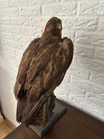 Prachtige opgezette Buizerd, Verzamelen, Dierenverzamelingen, Ophalen of Verzenden, Zo goed als nieuw, Vogel, Opgezet dier