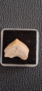 Squalicorax Prisodontus Haai Tand Fossiel, Verzamelen, Ophalen of Verzenden, Fossiel