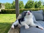 Prachtige lieve kittens sterk en gezond, Meerdere dieren