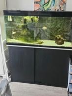 Leuk aquarium, Ophalen, Gebruikt, Gevuld zoetwateraquarium