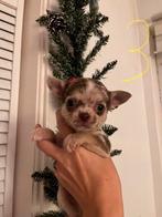 Chihuahua pups, November, Meerdere dieren