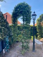 8 beuken bomen, in 4 bogen., Tuin en Terras, Planten | Bomen, Ophalen, Overige soorten