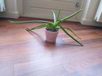 2 Aloë Vera planten, Ophalen, Vetplant, Halfschaduw, Minder dan 100 cm