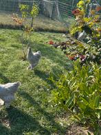 4 brahma hennen zilvergrijs, Dieren en Toebehoren, Pluimvee, Vrouwelijk, Kip