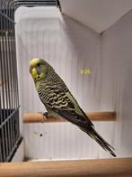 grasparkiet pop, Dieren en Toebehoren, Vrouwelijk, Parkiet, Geringd