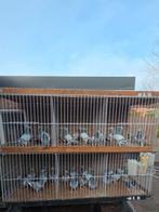 Te koop postduiven ouders rechtstreeks top hokken, Dieren en Toebehoren, Vogels | Duiven, Meerdere dieren, Postduif