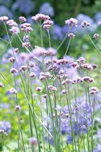 Verbena bonariensis - IJzerhard, Tuin en Terras, Planten | Tuinplanten, Volle zon, Vaste plant, Zomer, Ophalen