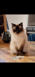 2 superlieve katten (ragdoll), Dieren en Toebehoren, Katten en Kittens | Raskatten | Langhaar, Poes
