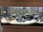 Juwel Rio 180 incl. kast en toebehoren, Dieren en Toebehoren, Vissen | Aquaria en Toebehoren, Ophalen, Gebruikt, Leeg aquarium