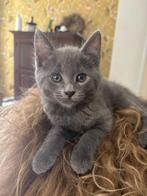 Lief katertje maine coon x heilige birmaan/europese korthaar, Kater, Gechipt, 0 tot 2 jaar
