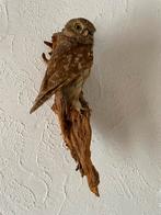 Opgezette Uil - Goede Staat, Ophalen of Verzenden