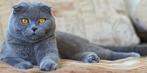 Prachtige Scottish Fold Poes gezond & gecastreerd 2 jaar oud, Dieren en Toebehoren, Kater, Gechipt, 0 tot 2 jaar
