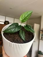 Mooie stek van Monstera Siltepecana in witte Elhopot, Huis en Inrichting, Kamerplanten, Ophalen, Overige soorten, In pot, Minder dan 100 cm