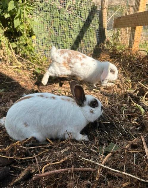 3 lieve konijntjes + hok en toebehoren, Dieren en Toebehoren, Konijnen, Middelgroot, Meerdere dieren, 0 tot 2 jaar
