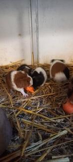 Cavia s, Dieren en Toebehoren, Knaagdieren, Cavia, December, Meerdere dieren, Tam
