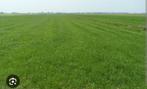 Gezocht: gras op stam, Tuin en Terras, Gras en Kunstgras, Ophalen