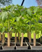 Tomatenplanten - biologisch, Ophalen, Volle zon, Groenteplanten, Eenjarig