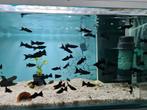 Black molly, Black mollies, Poecilia sphenops, Dieren en Toebehoren, Vissen | Aquariumvissen, Vis, Zoetwatervis