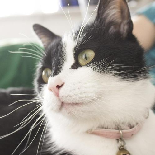 SPOED logeeradres voor mijn kat Vlam, Hobby en Vrije tijd, Overige Hobby en Vrije tijd, Ophalen