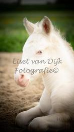 Criollo veulens en volwassen paarden, Hengst, 0 tot 2 jaar, Gechipt, D pony (1.37m tot 1.48m)