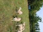 Nolana ruischapen dekrammen, Dieren en Toebehoren, Meerdere dieren, Schaap, 0 tot 2 jaar