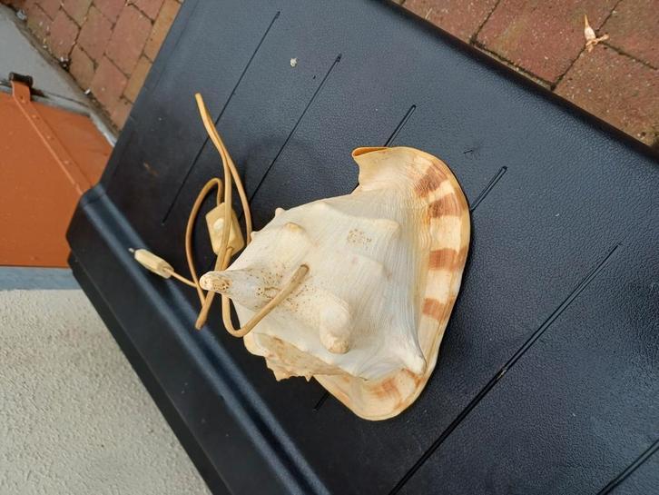 grote jaren 50 koning schelp lamp zeldzame mooie, Antiek en Kunst, Antiek | Lampen, Ophalen of Verzenden