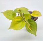 Philodendron Micans Lime, Ophalen of Verzenden, Overige soorten, Minder dan 100 cm