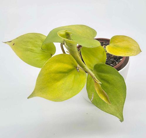 Philodendron Micans Lime, Huis en Inrichting, Kamerplanten, Overige soorten, Minder dan 100 cm, Ophalen of Verzenden
