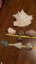 schelpen decoratief, Ophalen of Verzenden, Zo goed als nieuw
