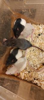 Lieve jonge tamme ratjes, Dieren en Toebehoren, Rat, Augustus, Meerdere dieren, Tam