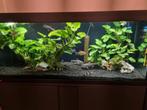 Eheim aquarium vivaline 240set, Dieren en Toebehoren, Vissen | Aquaria en Toebehoren, Ophalen of Verzenden, Zo goed als nieuw
