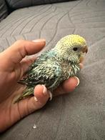 Jonge grasparkietjes uit onze volière, Dieren en Toebehoren, Vogels | Parkieten en Papegaaien, Meerdere dieren, Parkiet, Tam