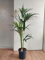 Howea Forsteriana - Kentiapalm H: 110 cm., Huis en Inrichting, Kamerplanten, Ophalen, 100 tot 150 cm, Palm, Halfschaduw